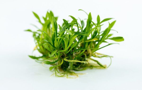 Cryptocoryne parva - Image 3