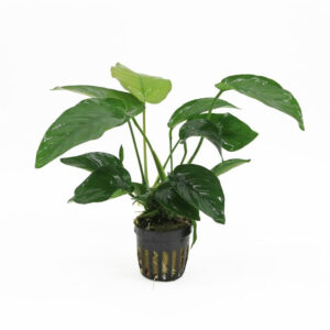 Anubias barteri