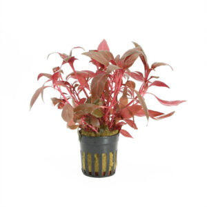 Alternanthera Reineckii rosanervig