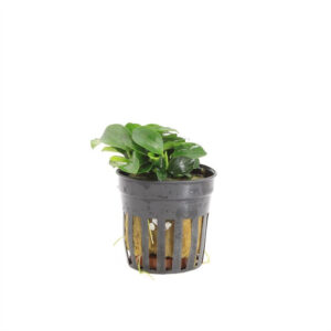 Anubias bonsai