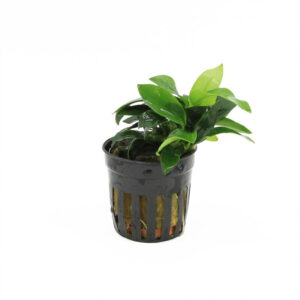 Anubias mini