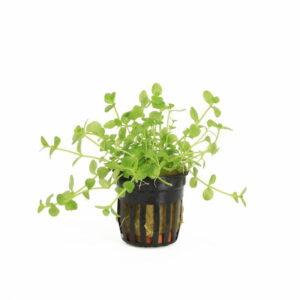 Bacopa australis