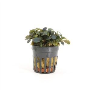 Bucephelandra theia red