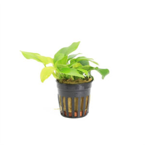 Anubias nana gold