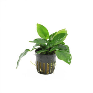 Anubias nana