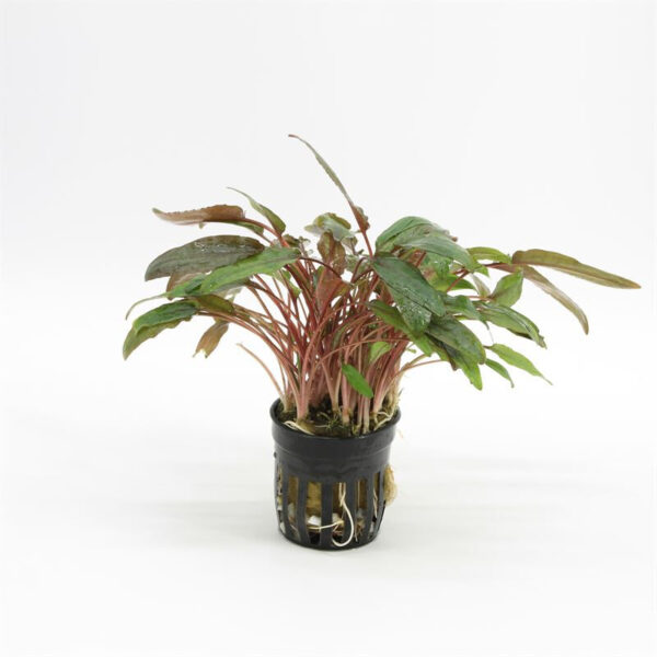 Cryptocoryne beckettii
