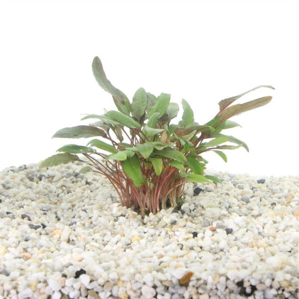 Cryptocoryne beckettii - Image 2