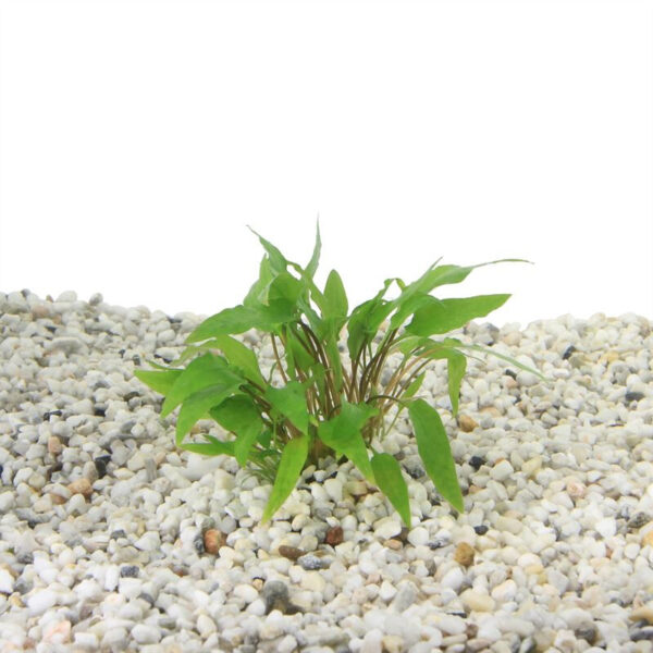 Cryptocoryne wendtii groen - Image 2