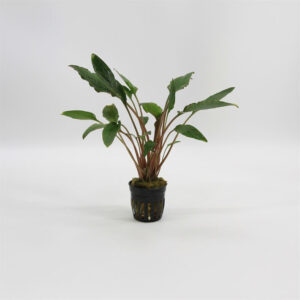 Cryptocoryne wendtii rood