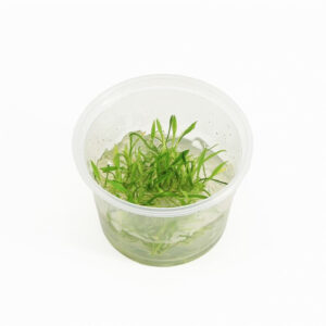 Cryptocoryne parva