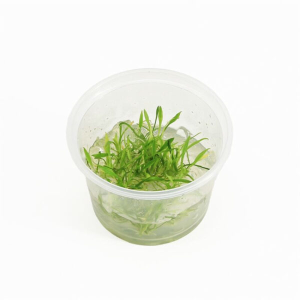 Cryptocoryne parva