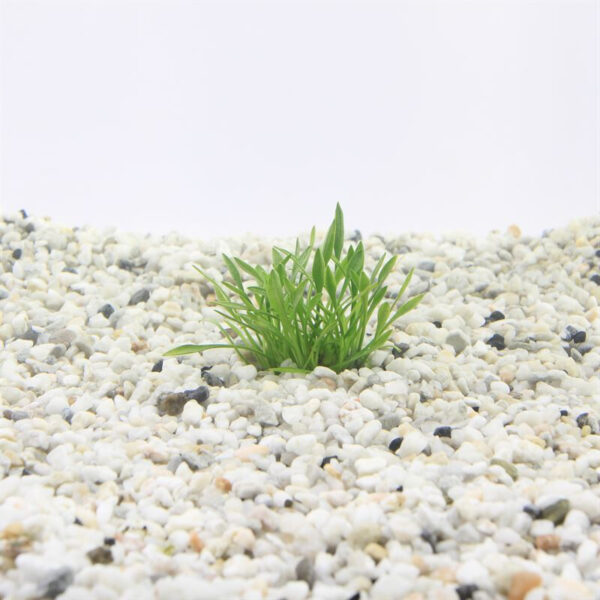 Cryptocoryne parva - Image 2