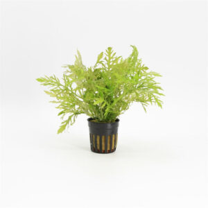 Hygrophila difformis