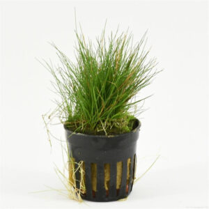 Eleocharis acicularis