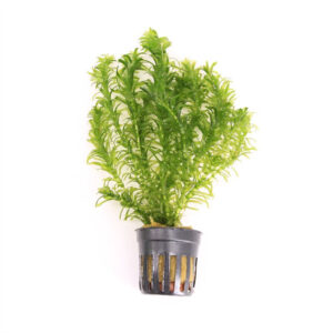 Elodea densa