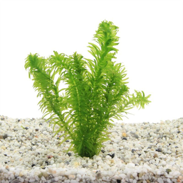 Elodea densa - Image 2