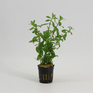 Hygrophila polysperma