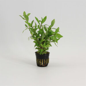 Hygrophila rosanervig