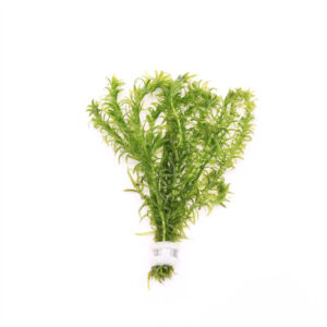 Elodea densa (bos)