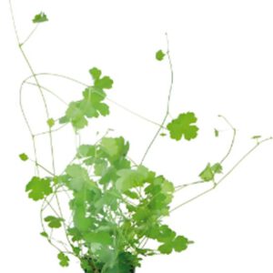 Hydrocotyle tripartita
