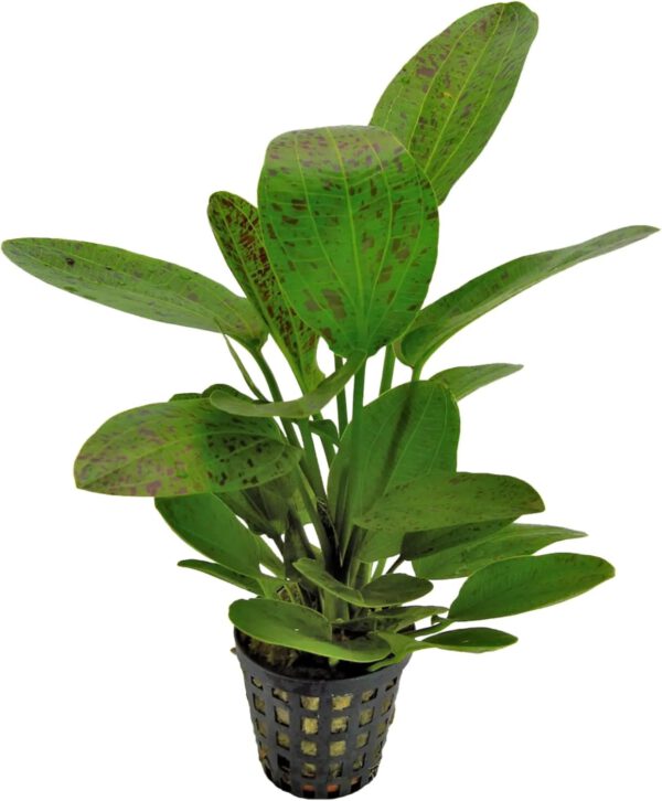 Echinodorus ozelot groen