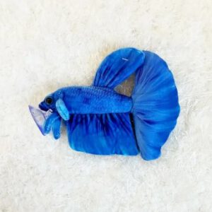 Betta Fish Plush Blauw