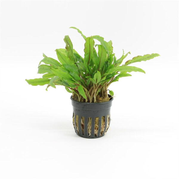 Cryptocoryne wendtii green gecko