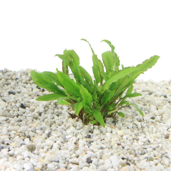 Cryptocoryne wendtii green gecko - Image 2