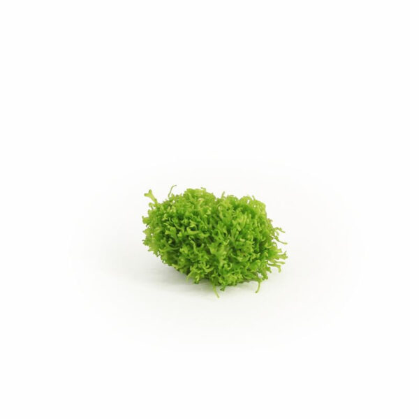 Riccia fluitans (Cup 80 cc) - Image 2