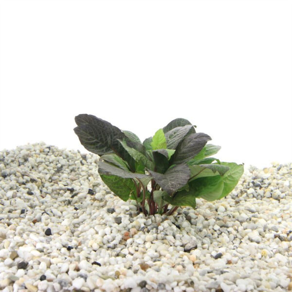 Hygrophila corymbosa - Image 2