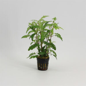 Hygrophila pinnatifida