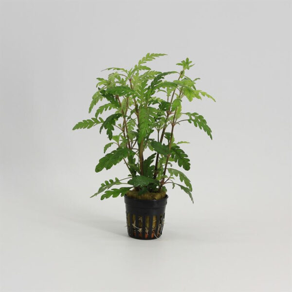 Hygrophila pinnatifida