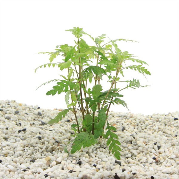 Hygrophila pinnatifida - Image 2