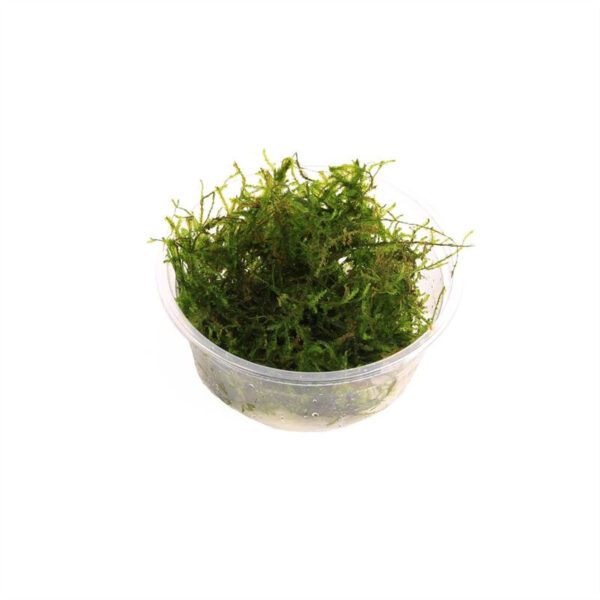 Spiky Mos (Cup 80 cc)