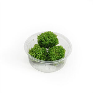 Riccia fluitans (Cup 80 cc)